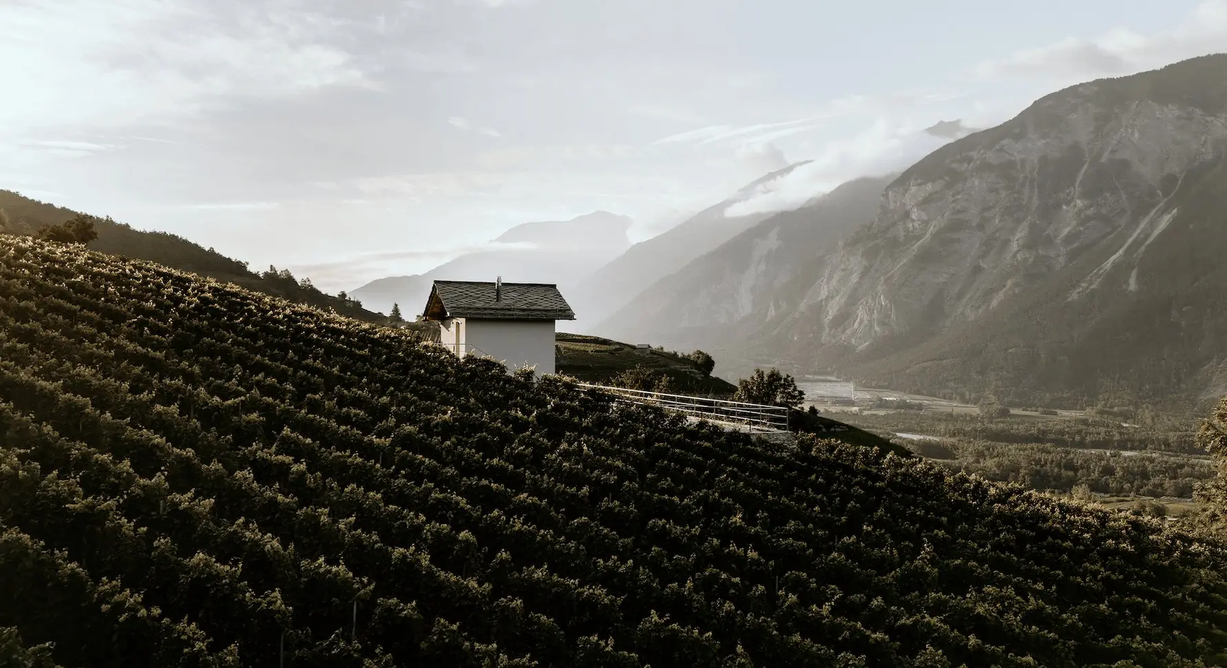 Vineyard house at the Clos du Cornalin above the rows of vines, behind it the Rhone valley in morning light