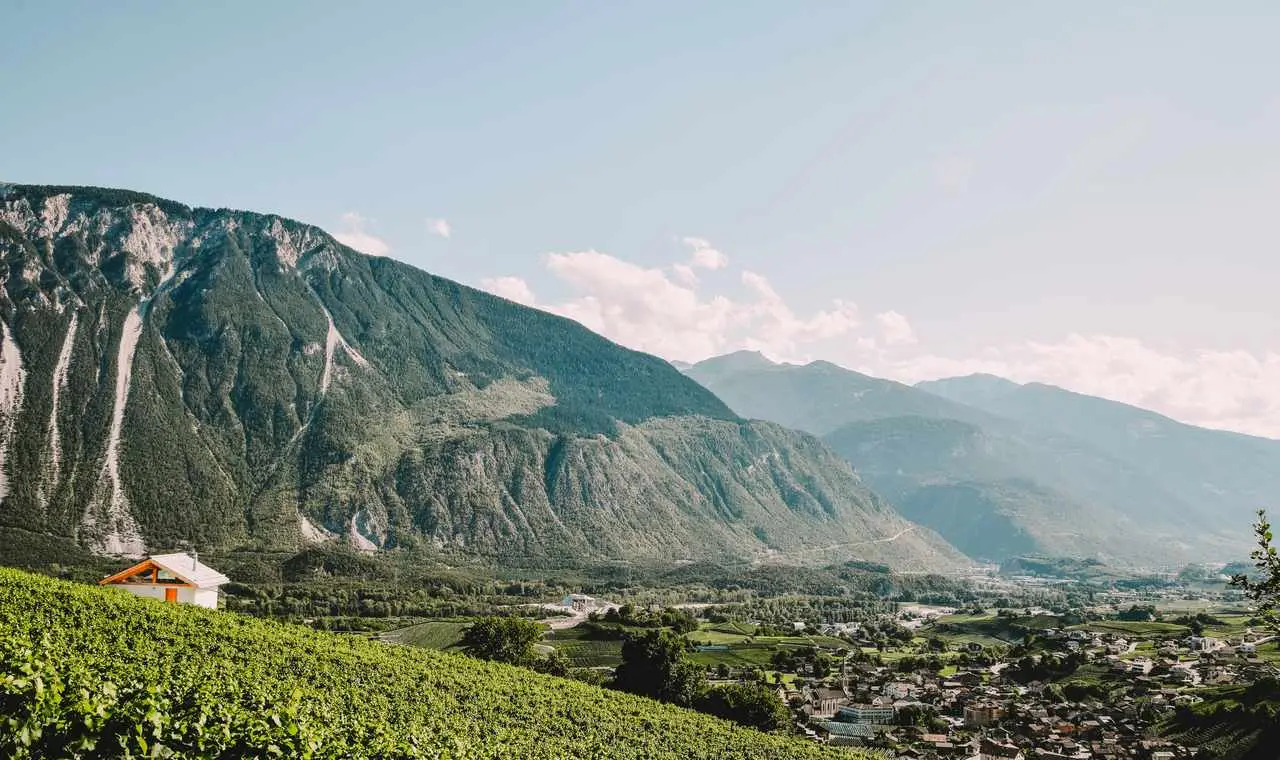 Vineyards above Salgesch, behind them the Rhone valley and the slopes of the Pfynwald